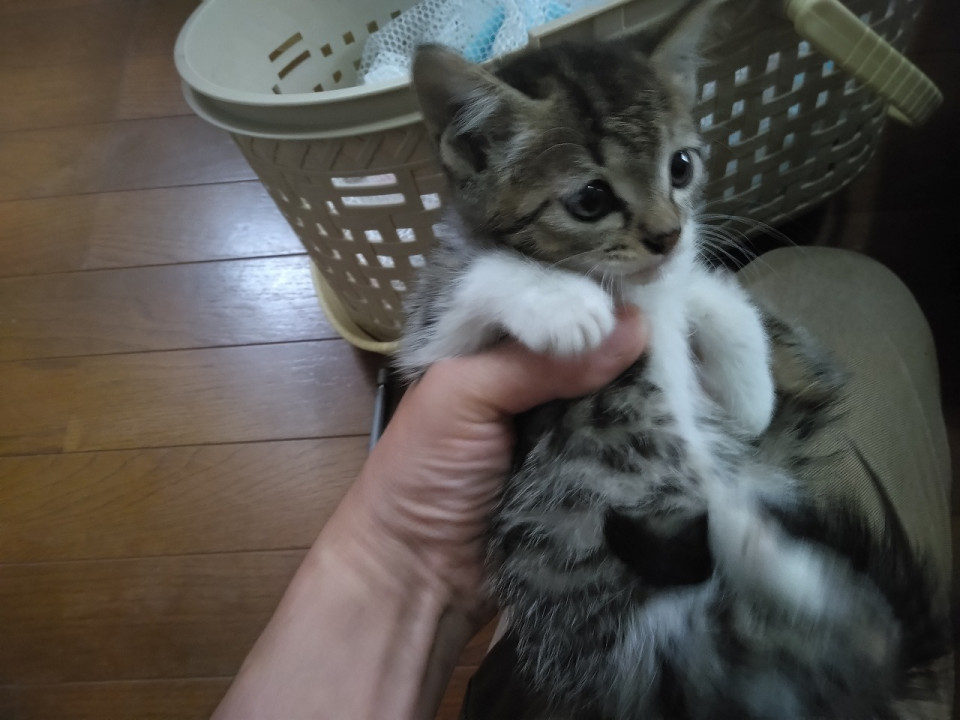 キジ白①