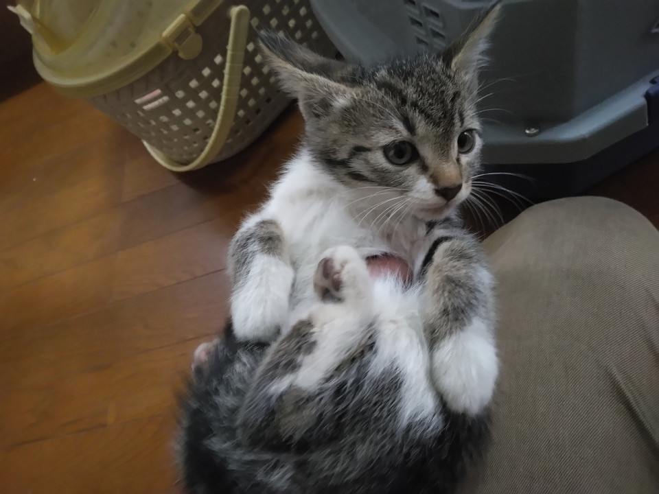 キジ白②