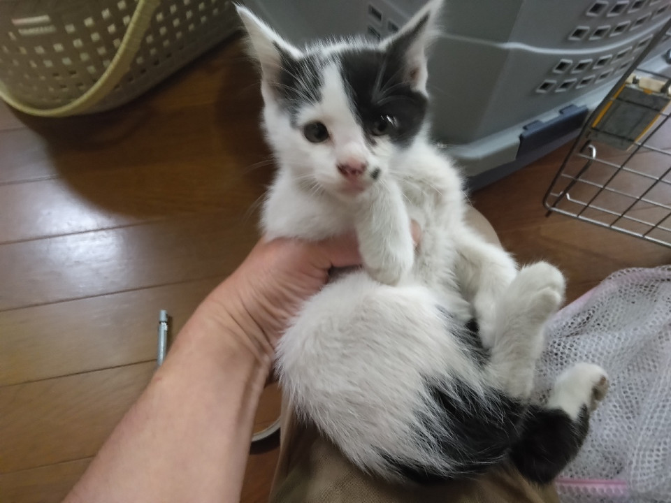 白黒猫①