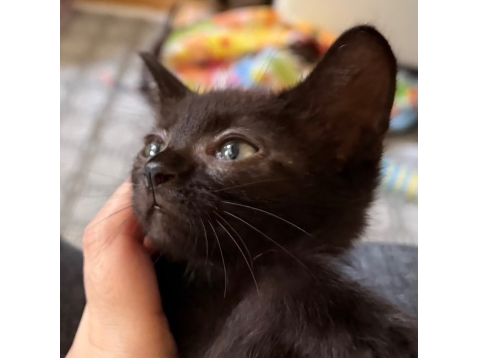 黒猫兄妹動画あり譲渡会参加
