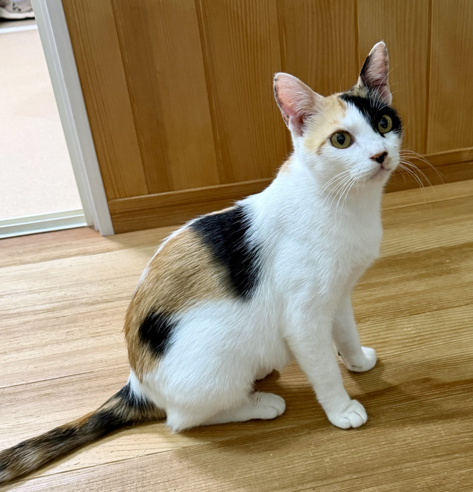 ●人が大好きな甘えん坊●正統派三毛猫女子