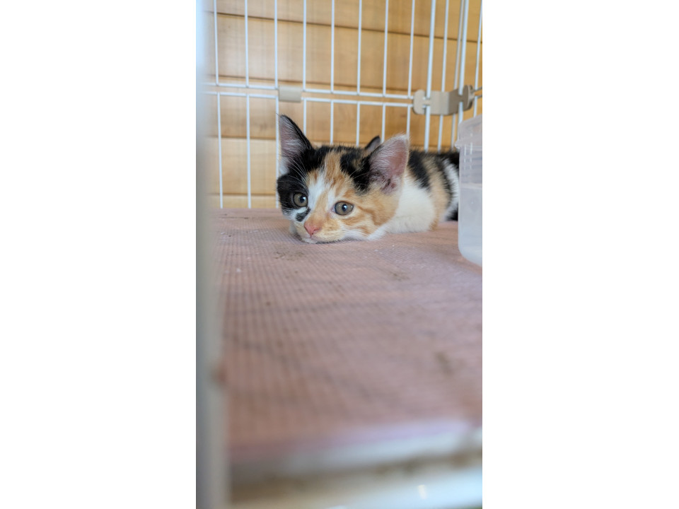 個性的な模様が可愛い三毛猫ちゃん