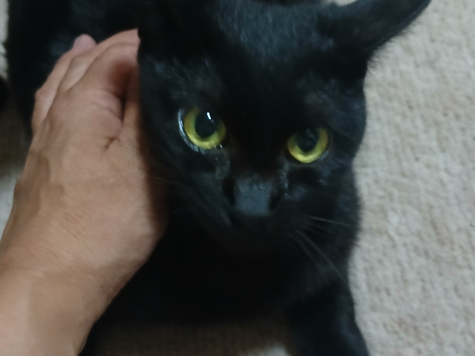 黒猫ファンに推薦したいベタベタ甘えん坊