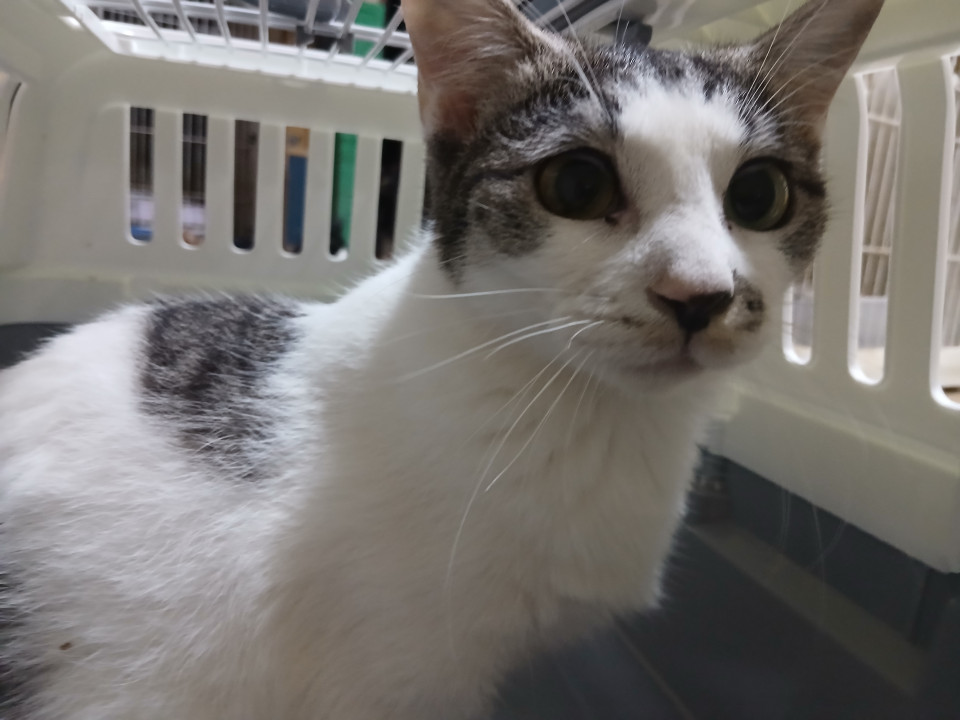 足元に絡みつき甘える可愛い猫