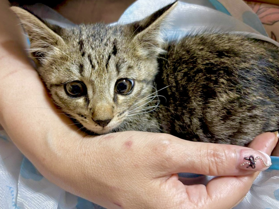 3ヶ月のギジトラ子猫ちゃん