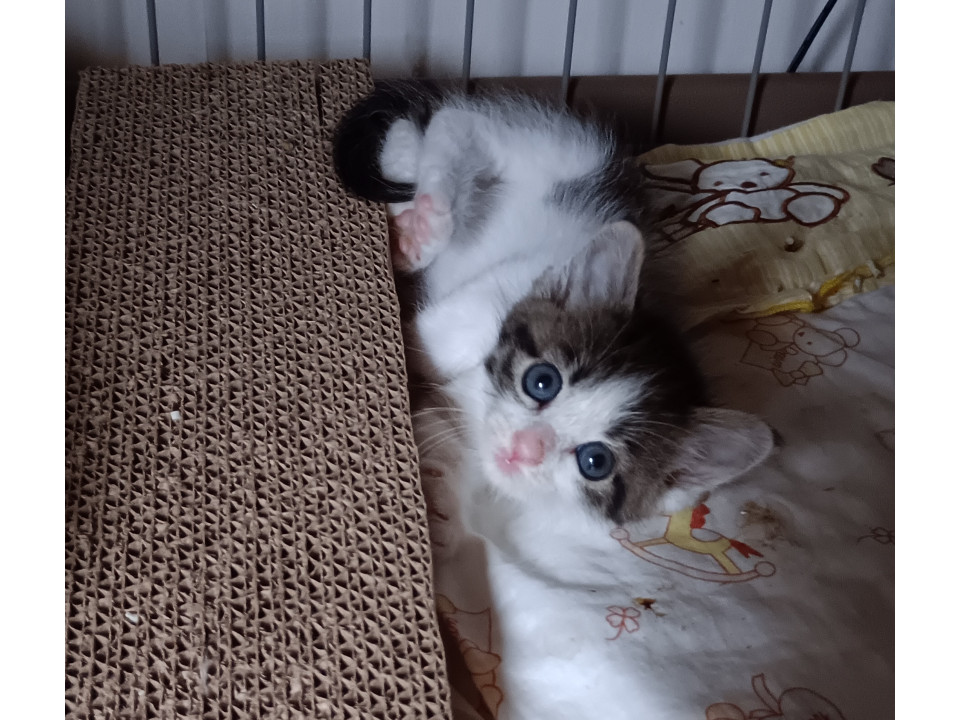 4姉弟です　ジョイ