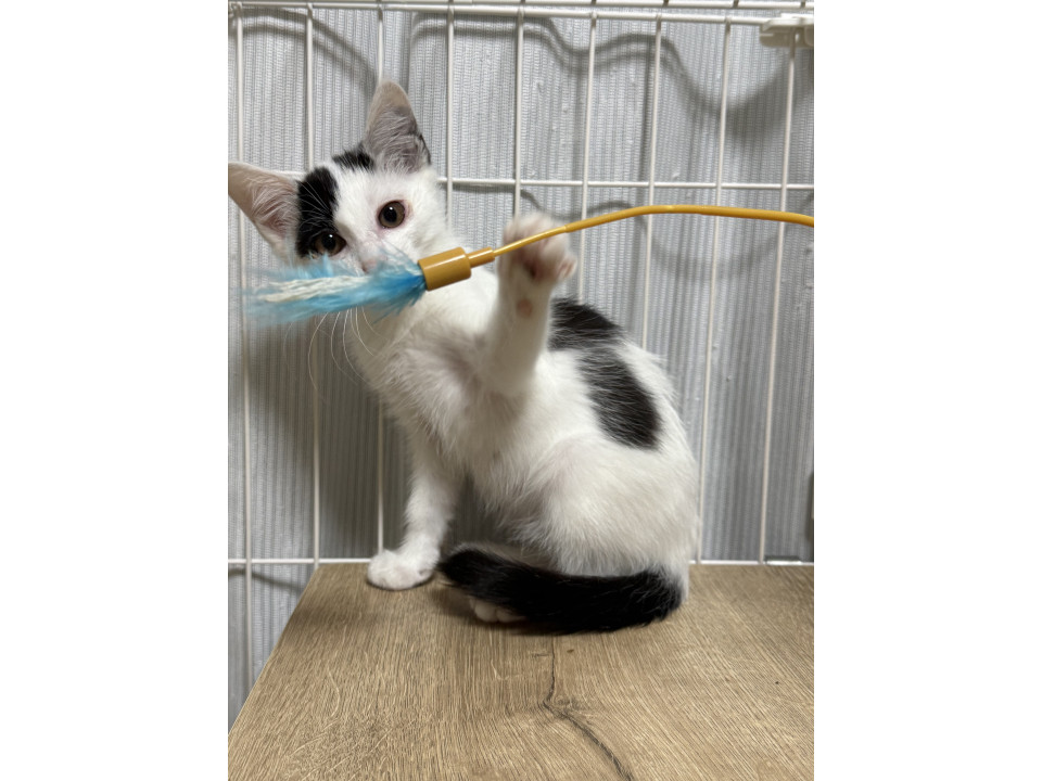 白黒（鼻白）