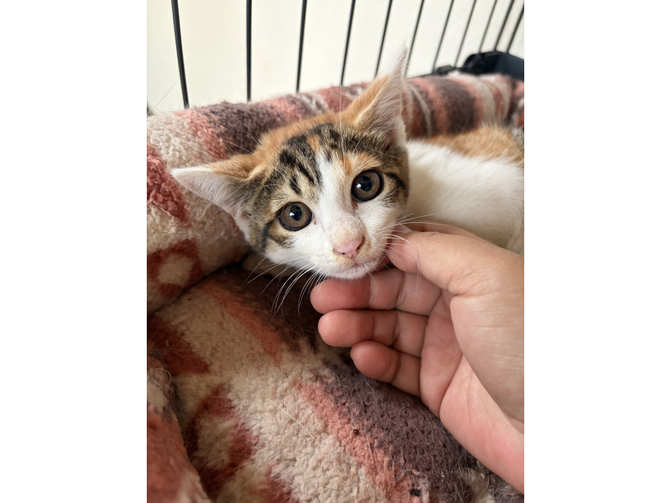 お顔がきれいなミケちゃん