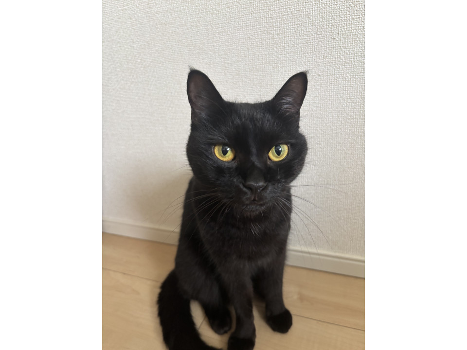 小柄な黒猫ガール