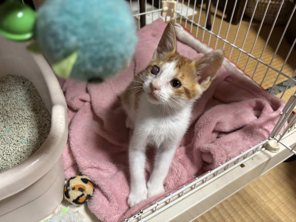 めちゃくちゃ大人しく飼いやすい男の子