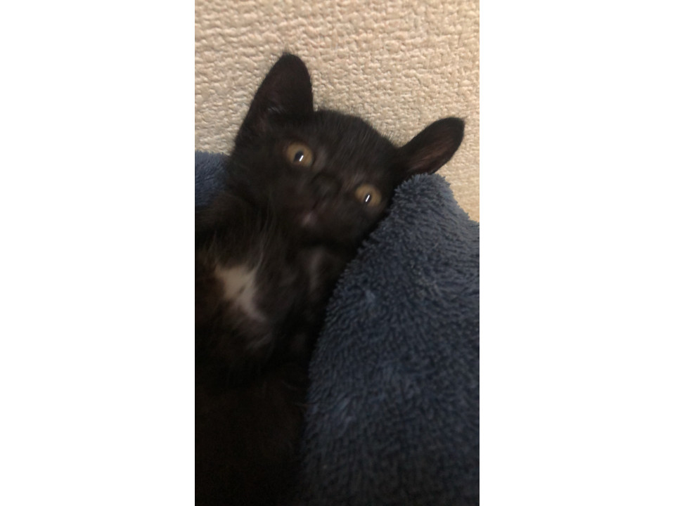 かわいい小さい黒猫