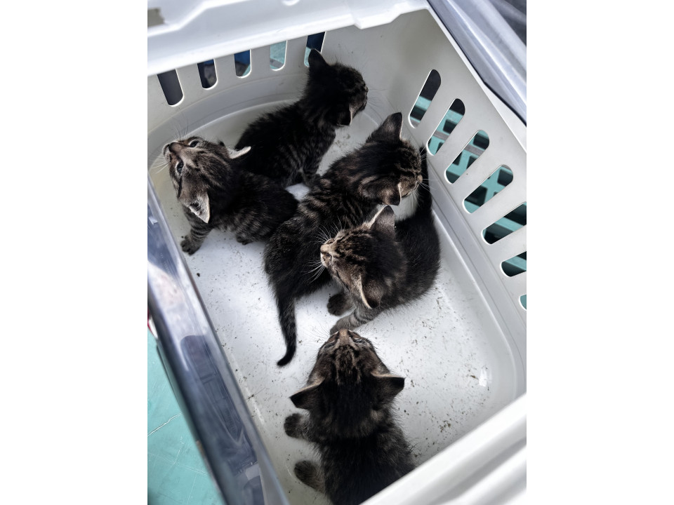1ヶ月ほどの子猫