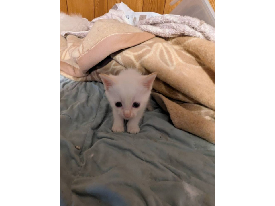 生後1ヶ月半　白猫ちゃん