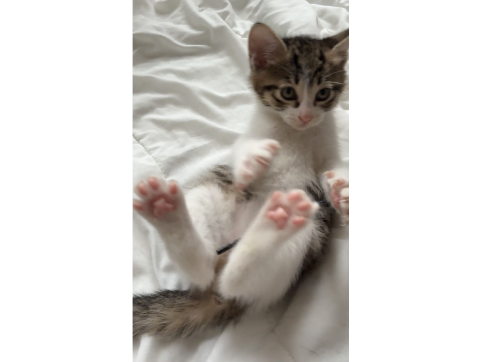 キジシロのオス猫ちゃん