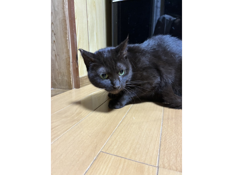 おとなしい黒猫ちゃん