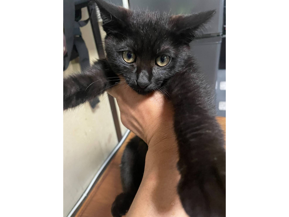 クロネコ(仔猫)です