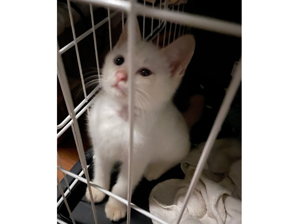 かわいい甘えん坊クリーム猫ちゃん
