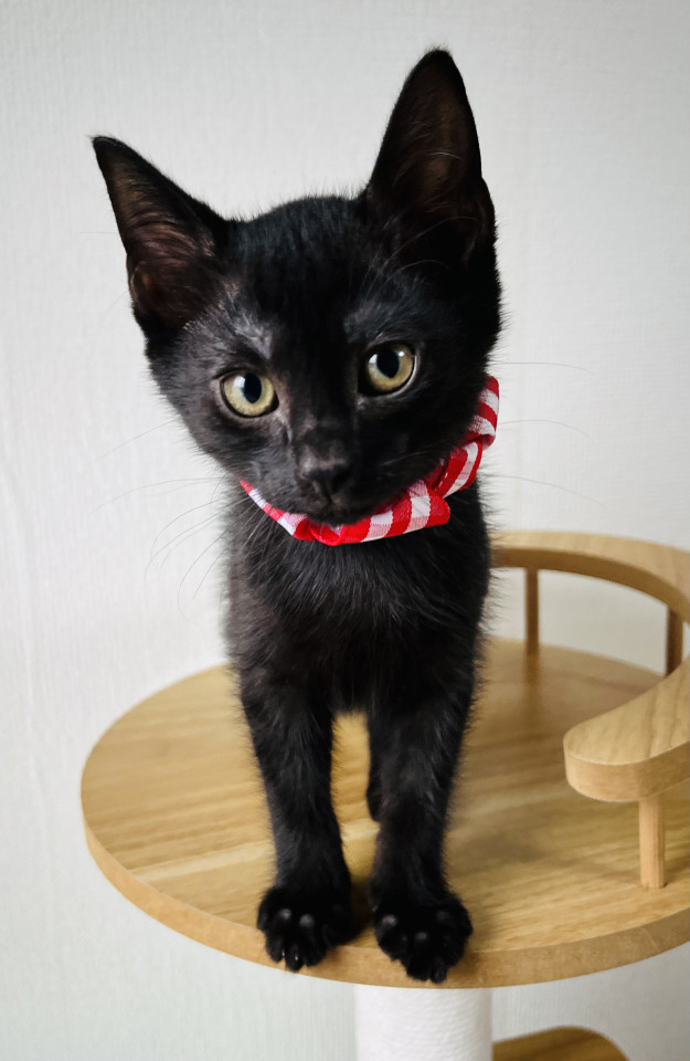 ④アポロ　小さくてちょぴりびびりな黒猫