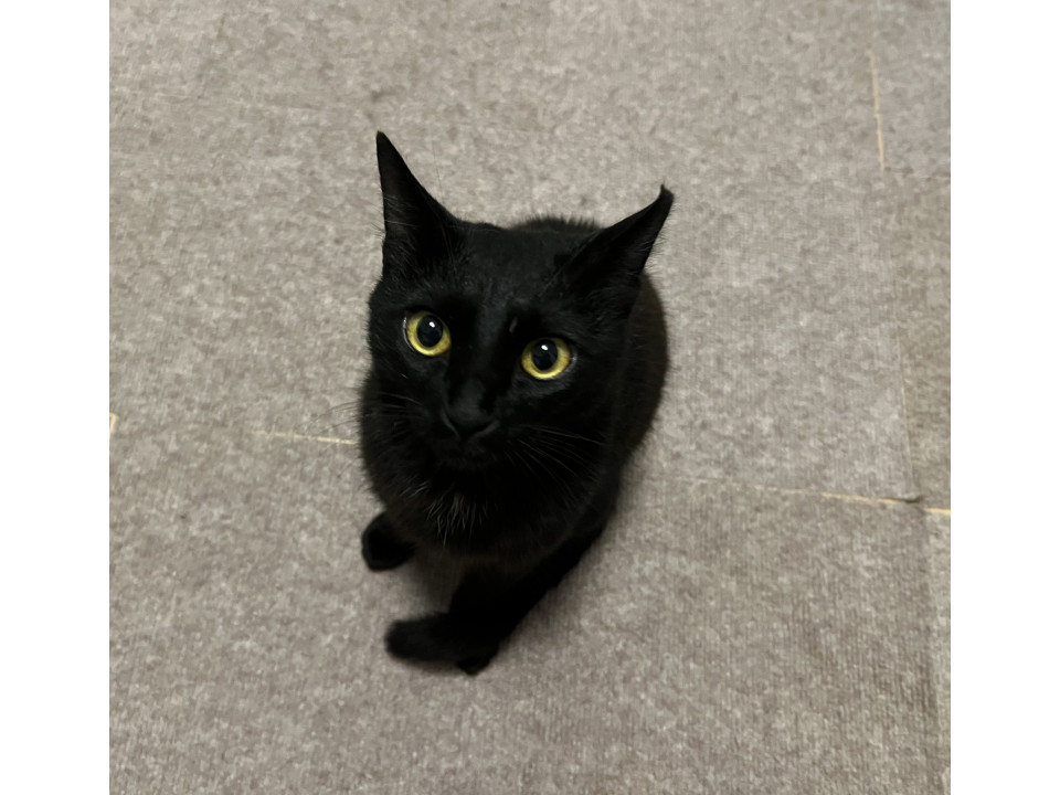 人慣れ抜群の賢い黒猫ちゃん