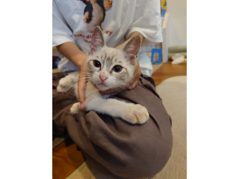 シャムトラ美猫ちゃん