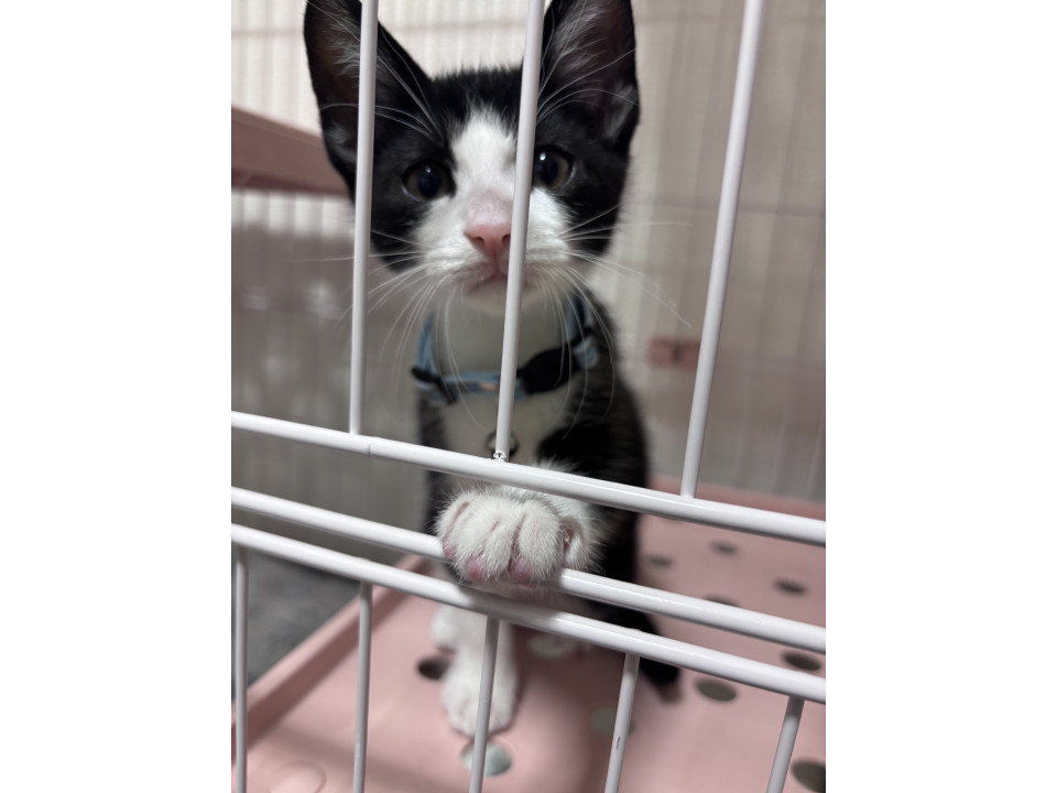 生後2ヶ月のハチワレ子猫