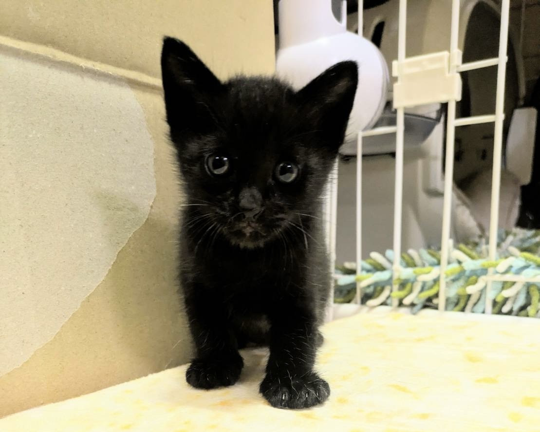 小さな黒猫くん
