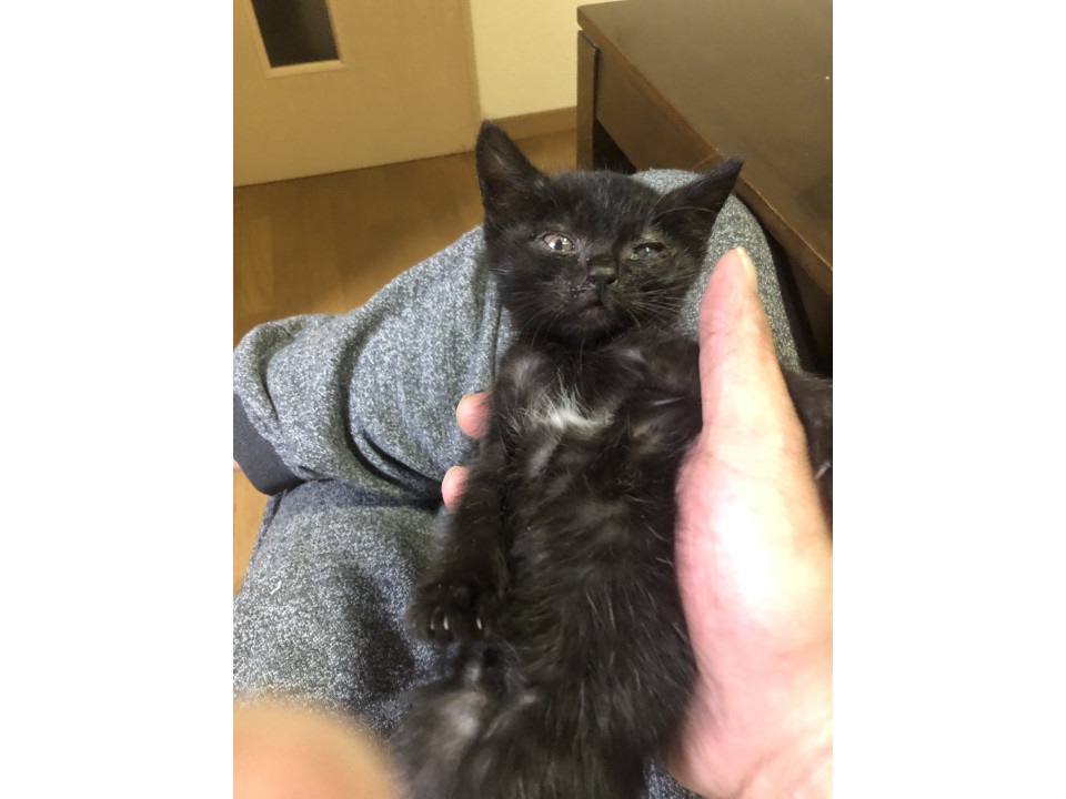 黒猫の男の子