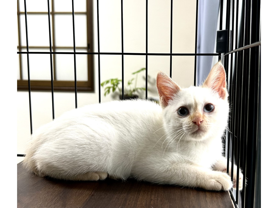 お目々がブルークリーム色の子猫です♪