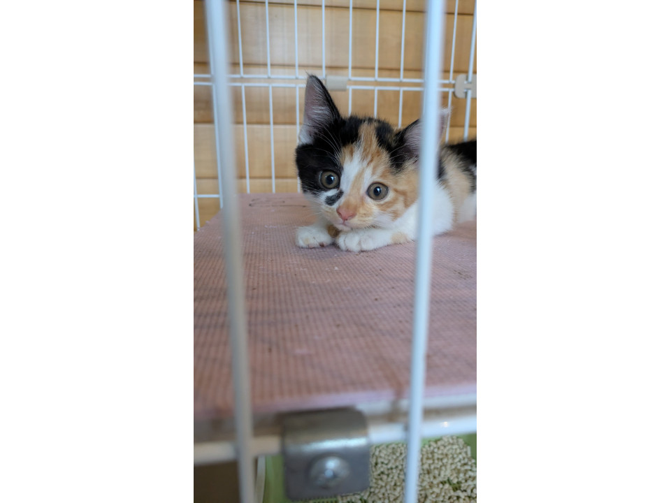 個性的な模様が可愛い三毛猫ちゃん
