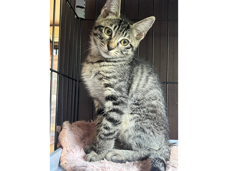 キジ猫くん