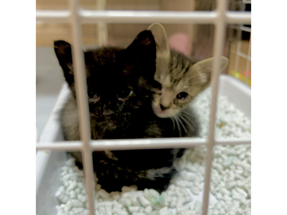 黒猫くんとキジちゃん兄妹(=^x^=)