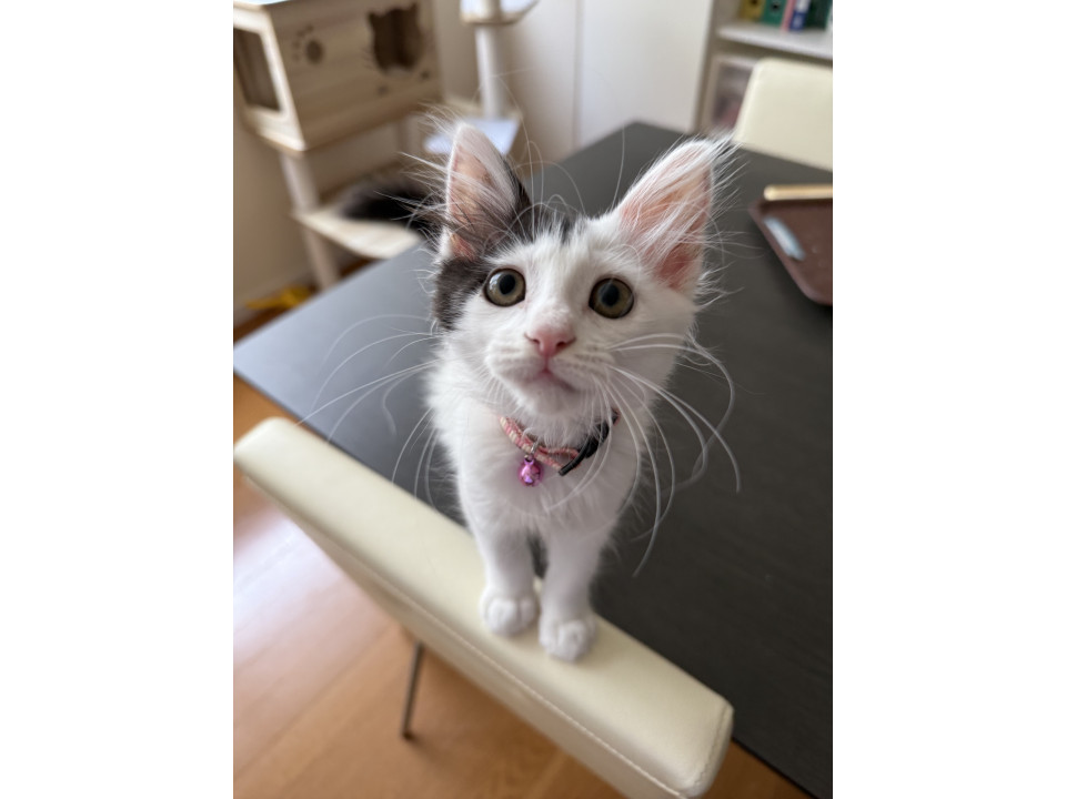 ぱやぱやの毛がチャームポイントのふくちゃ