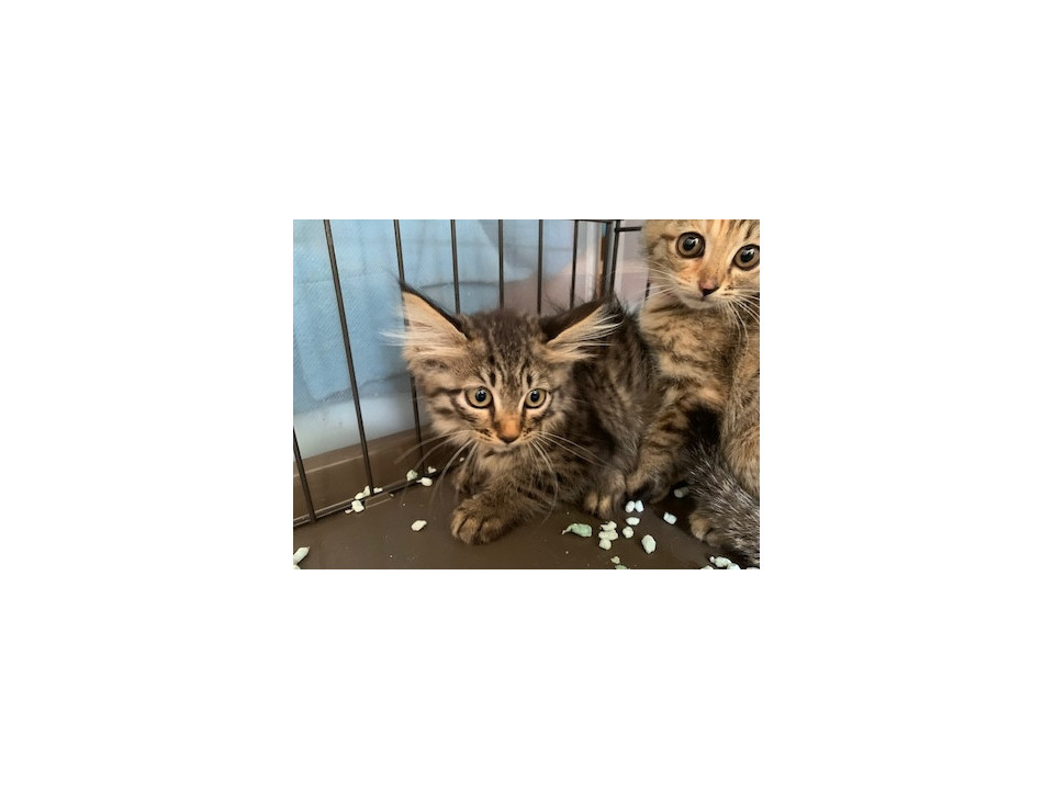 もふもふ半長毛