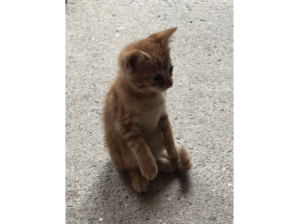 チャトラ 子猫