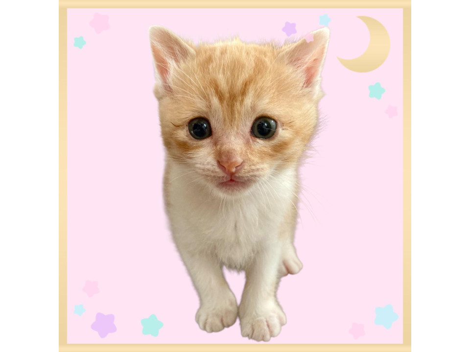クリーム色のこっちゃん♡女の子♡