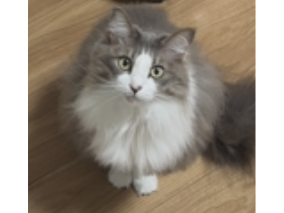 白とグレーの長毛です