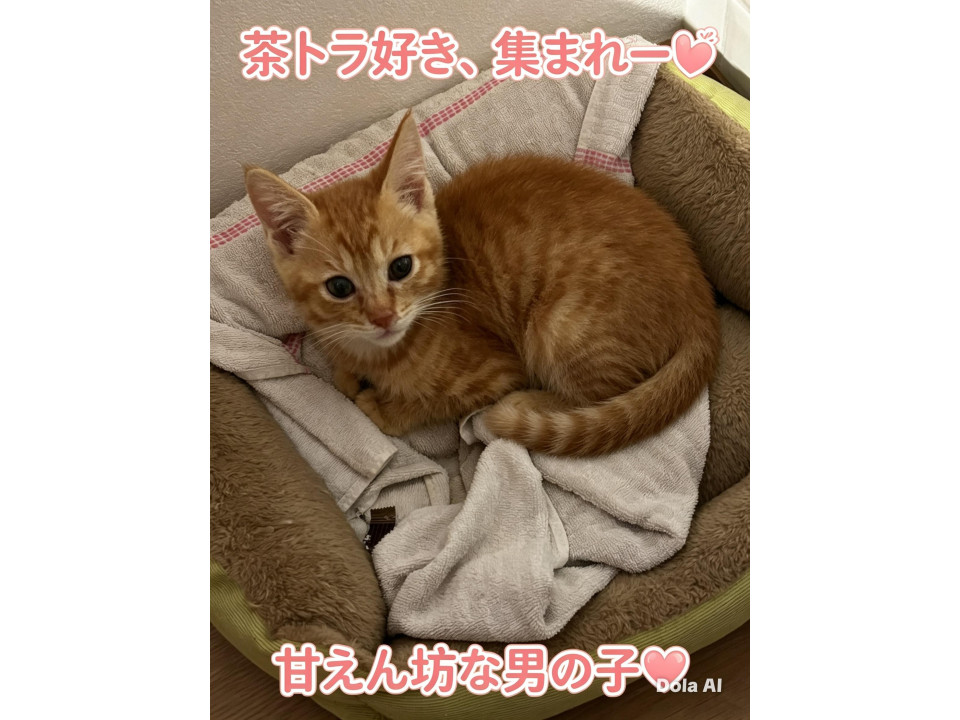 超甘えん坊の茶トラの男の子　