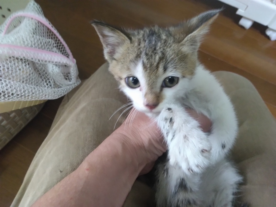 キジ白猫③