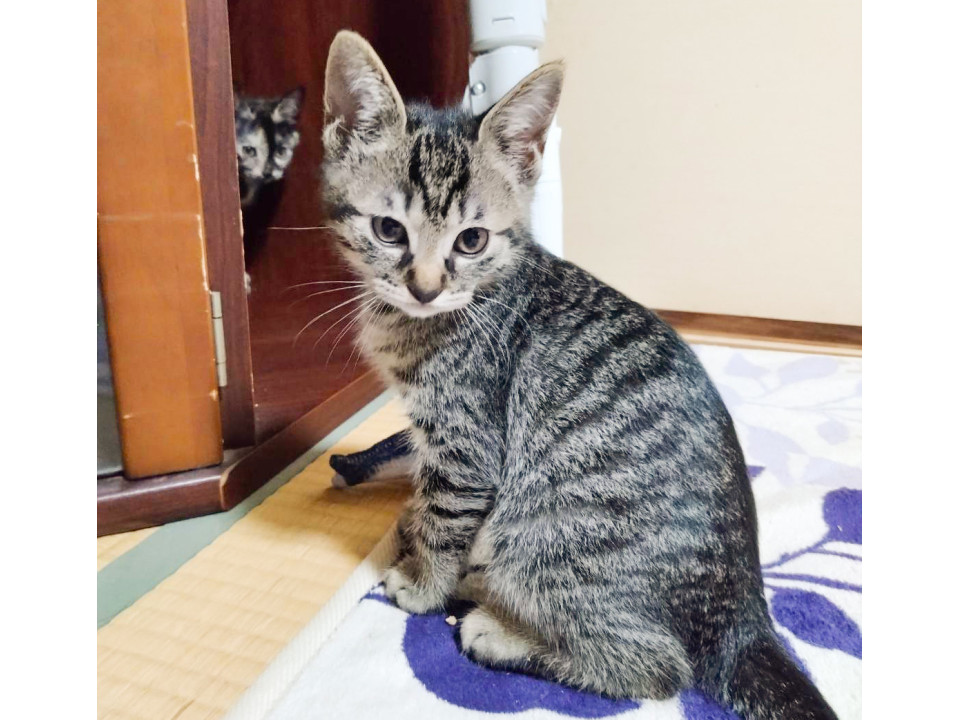 寄ってきてかまってアピール