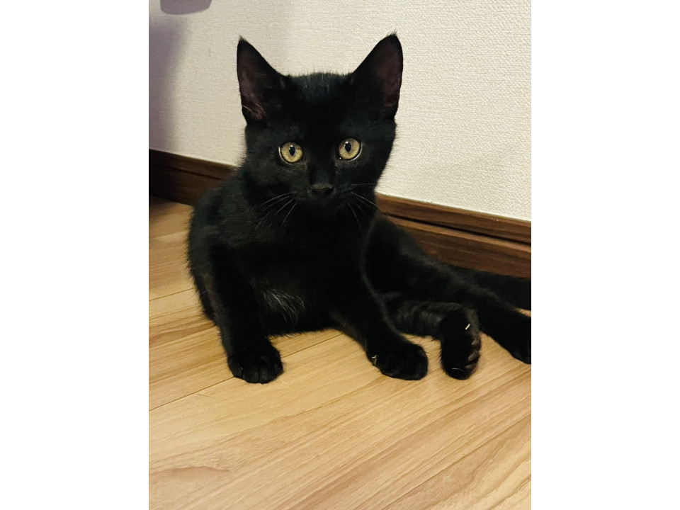 7/12譲渡会参加 黒猫のキキ