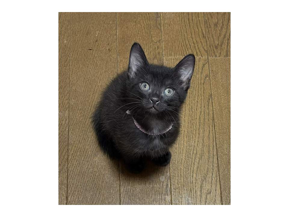 7/12譲渡会参加 黒猫の福丸　2か月