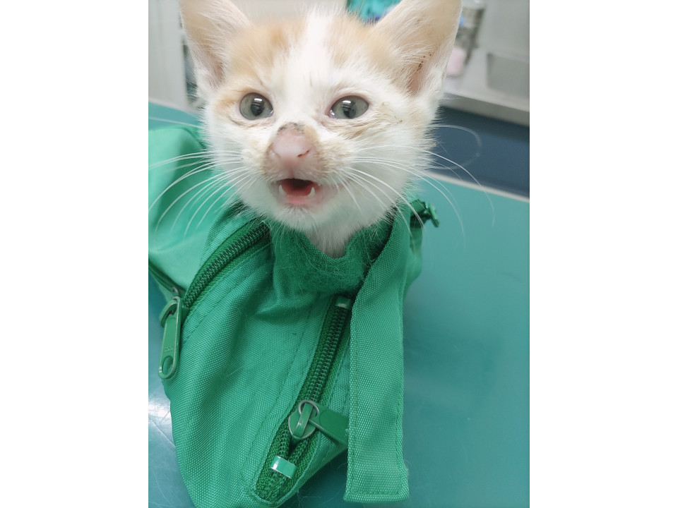 親猫と子猫一緒に引き取ってくれる方募集