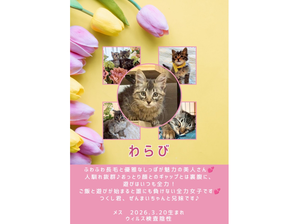 ふわふわ長毛