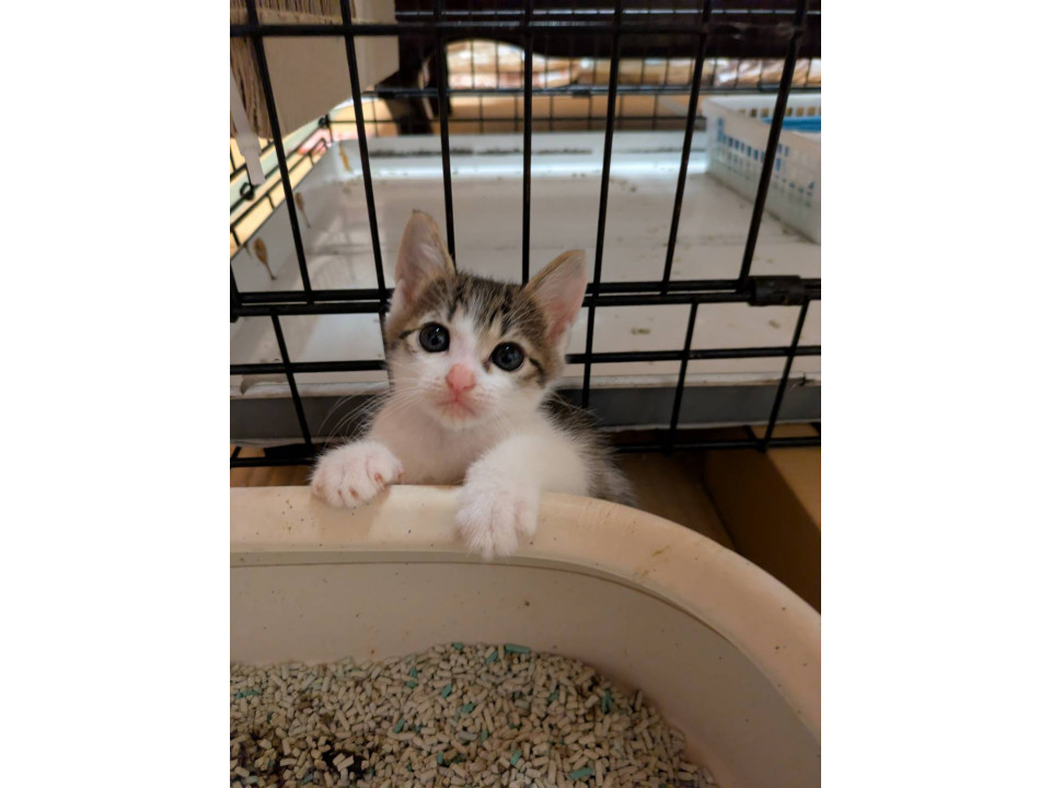 竹藪の中で生まれた子猫達