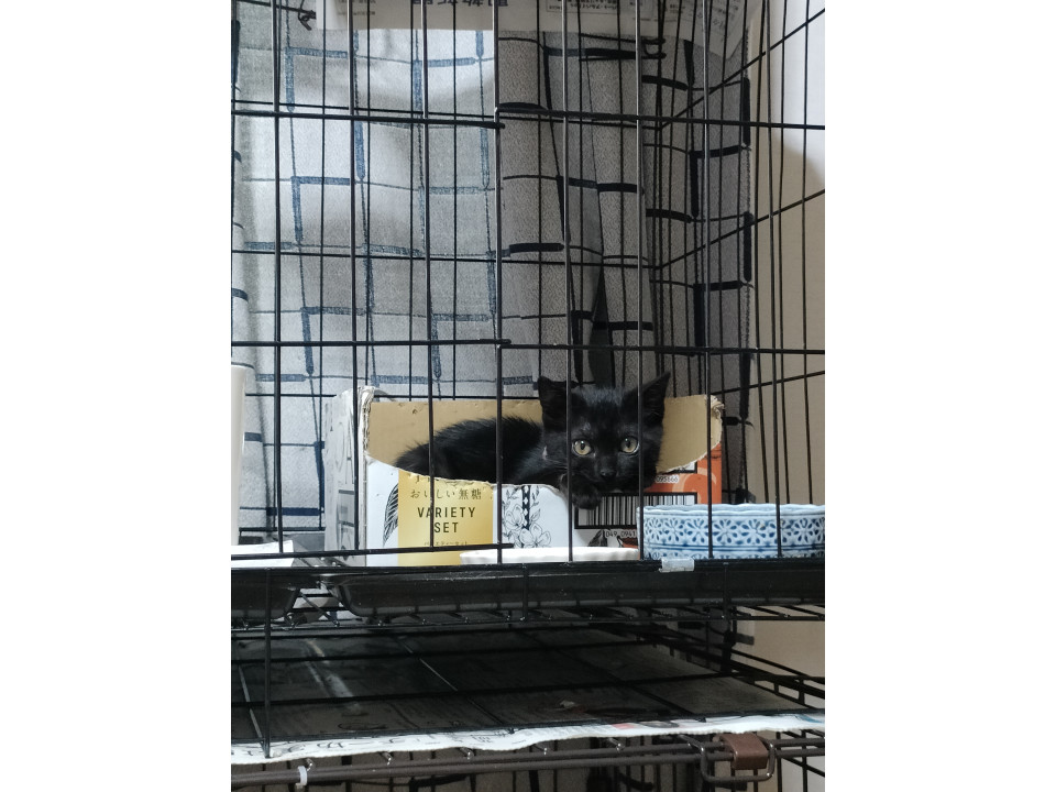 イケメン　黒猫子猫