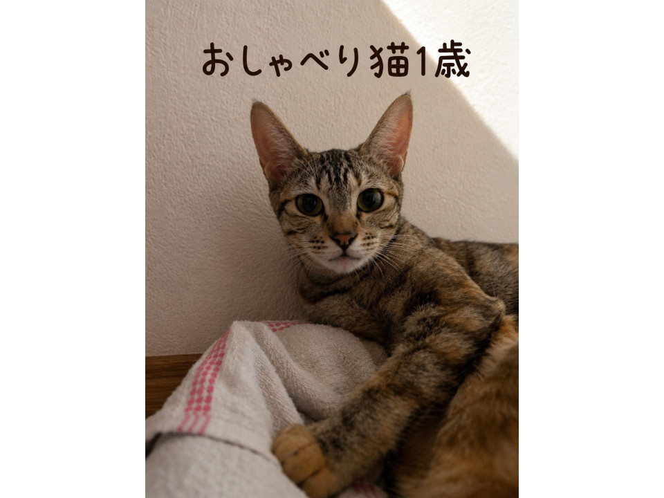 おしゃべり猫まーちゃん