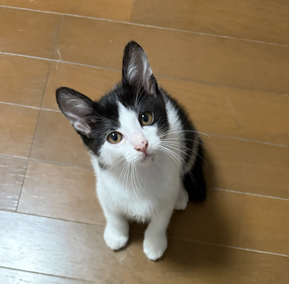 幸せを運ぶハチワレちゃん