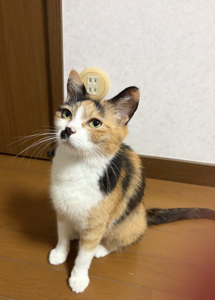 人も猫も大好きな綺麗な三毛猫ちゃん