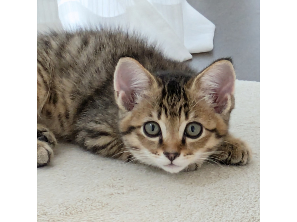 生後２か月　キジ猫　男の子