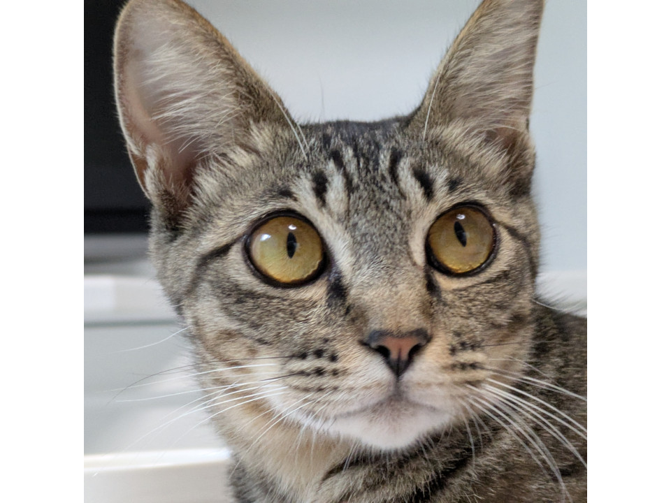 小柄で美人さん　キジ猫　１～２歳